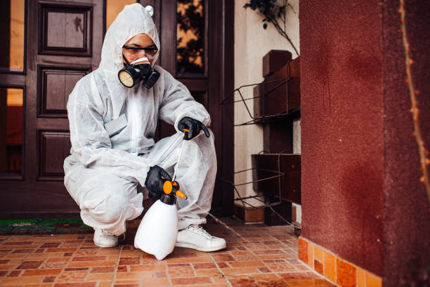 Attic and Crawl Space Rodent Treatment in Chesapeake