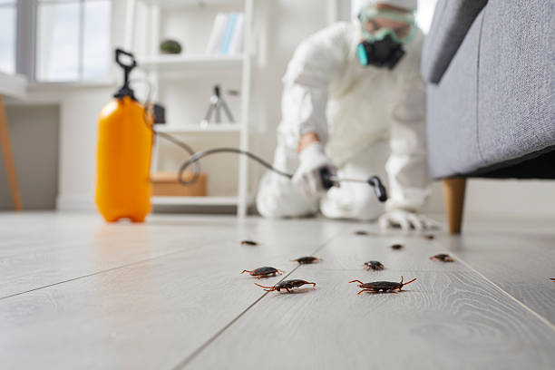 Commercial Rodent Management in Chesapeake
